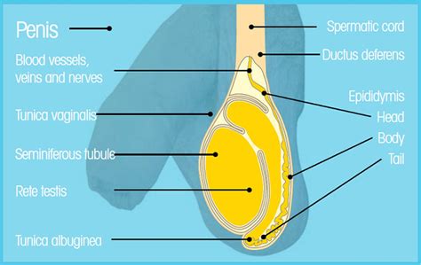 testicular lumps vs cancer